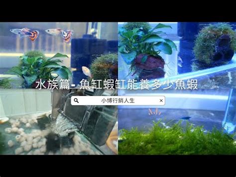 魚缸養魚數量|養魚的數目與魚缸的講究